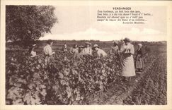 CPA Folklore Vin Vendange Champagne 