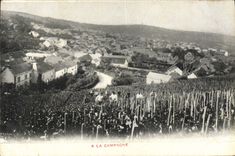 CPA Folklore Vin Vendange Champagne A la campagne