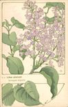 Vintage Postcard Fantasy Flowers odorous Lilac