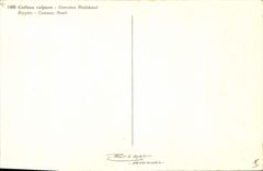 Vintage Postcard Fantasy Flowers Heather