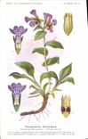 CPA Fantaisie Fleurs Pulmonaire Officinale Famille des Borraginees 