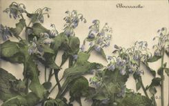 CPA Fantaisie Fleurs 