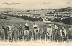 Vintage Postcard Folklore Vine Wine Grape harvest Epernay Champagne the work of the vine Tying