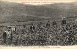 CPA Folklore Vigne Vin Vendanges Champagne Pommery & Greno Reims Travail de la vigne Le rognage