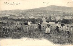 Vintage Postcard Folklore Vine Wine Grape harvest Epernay Champagne the work of the vine chopping