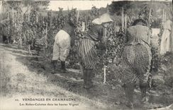 Vintage Postcard Folklore Vine Wine Grape harvest Champagne the dresses breeches in the high vines SIGNAL
