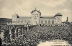 Vintage Postcard Folklore Vine Wine Grape harvest Champagne Moet & Chandon School of viticulture