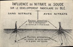 CPA Publicite Influence du Nitrate de Soude sur le developpent radiculaire du Ble 