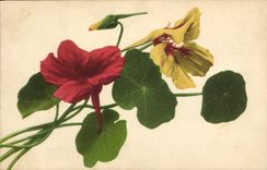 CPA Fantaisie Fleurs 