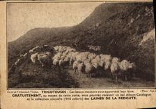 CPA Publicite Tricoteuses Laines de la Redoute Moutons