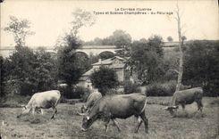 CPA Folklore Correze Au paturage Vaches