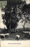 CPA Folklore Moutons