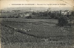 Postal Folclore Vino Vendimia Champaña Panorama de un viñedo durante las vendimias