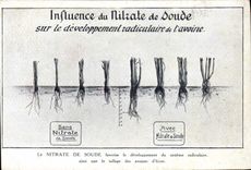CPA Publicite Influence du Nitrate de Soude Sur le developpement radiculaire de l'avoine