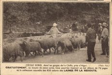 CPA Publicite Cecile Sorel dans les gorges de la Cliffa pres d'Alger Algerie Laines de la Redoute Moutons