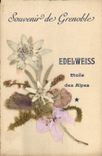 Vintage Postcard Fantasy Flowers sechees Edelweiss Star of the Alps