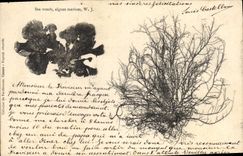 Vintage Postcard Fantasy Flowers Sea Weeds Alges navy