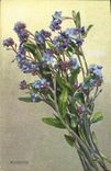 Vintage Postcard Fantasy Flowers Forget-me-not