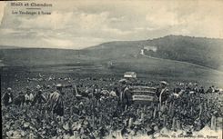 CPA Folklore Vin Vendanges Champagne Moet & Chandon Les vendanges a Saran 