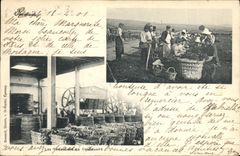 Vintage Postcard Folklore Wine Grape harvest Epernay Champagne