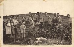 CPA Folklore Vin Vendanges Champagne Mareuil sur Ay Les vendanges Epluchage a la clayette Chien 