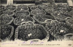 CPA Folklore Vin Vendanges Champagne Le raisin avant la pesee 