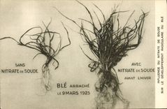 CPA Publicite Influence du nitrate de soude sur le developpement radiculaire du ble 