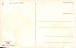 Vintage Postcard Fantasy Flowers Leontopodium alpinum