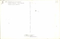 Vintage Postcard Fantasy Flowers Anemone alpina sulphurea