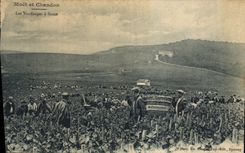 CPA Folklore Vin Vendange Champagne Moet & Chandon Les vendanges a Saran