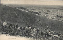 Vintage Postcard Folklore Wine Vintage Moet & Chandon Champagne the vintage has Ay