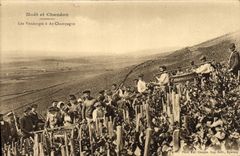 Vintage Postcard Folklore Wine Vintage Moet & Chandon Champagne the grape harvest has Champagne Ay
