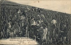 Vintage Postcard Folklore Wine Vineyard Grape harvest Champagne Montebello Mareuil on Ay close Epernay
