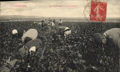 Vintage Postcard Folklore Wine Vineyard Grape harvest Champagne the gathering