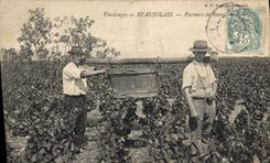 Vintage Postcard Folklore Wine Vineyard Grape harvest in Beaujolais wines Carrying Bucket SIGNAL