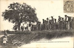 Vintage Postcard Folklore Wine Vineyard Grape harvest in the Livornese carriers of hood SIGNAL