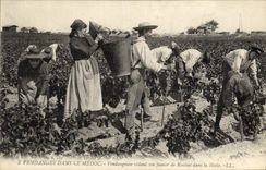 Vintage Postcard Folklore Wine Vineyard Grape harvest in the Medoc Grape-picker emptying her grape basket in the hood