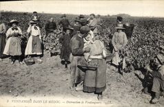 Vintage Postcard Folklore Wine Vineyard Grape harvest in the Medoc Distraction of vintagers