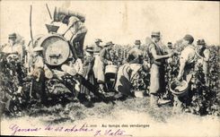 Vintage Postcard Folklore Wine Vineyard Grape harvest SIGNAL