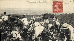 Vintage Postcard Wine Grape harvest in Beaujolais wine SIGNAL