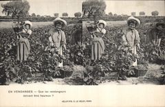 Vintage Postcard Vin Grape harvest That vintagers must be happy