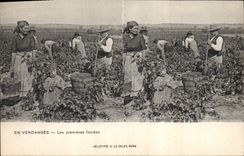 Vintage Postcard Wine Grape harvest first treads