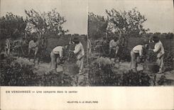 Vintage Postcard Vin Grape harvest One comprises in the path