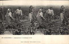 Vintage Postcard Vin Grape harvest Joyfully the vintage is done