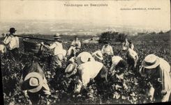 Vintage Postcard Wine Grape harvest in Beaujolais wine