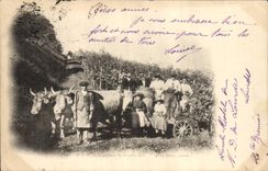 Vintage Postcard Wine Grape harvest the Pyrenees Tank of Grape harvest SIGNAL