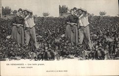 Vintage Postcard Wine Grape harvest a beautiful bunch a beautiful couple