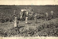 Vintage Postcard Vin Scenes of Grape harvest Groups vintagers signal