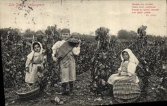 Vintage Postcard Wine Grape harvest the small vintagers Children SIGNAL