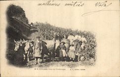 Vintage Postcard Wine the Pyrenees Tank of Grape harvest Beef animals SIGNAL